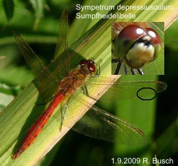 Sympetrum depressiusculum male