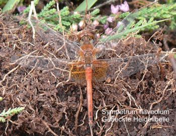 Sympetrum flaveolum male