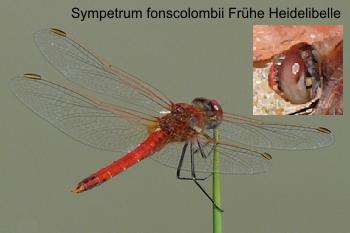 Sympetrum fonscolombii male