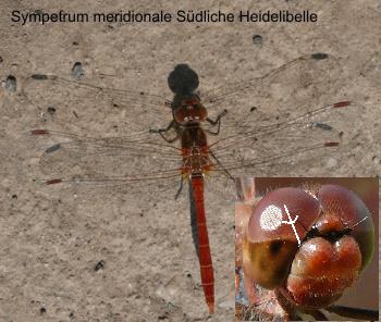 Sympetrum meridionale male