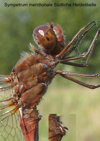 Sympetrum meridionale male