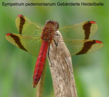 Sympetrum pedemontanum male