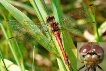 Sympetrum sanguineum Blutrote Heidelibelle red female