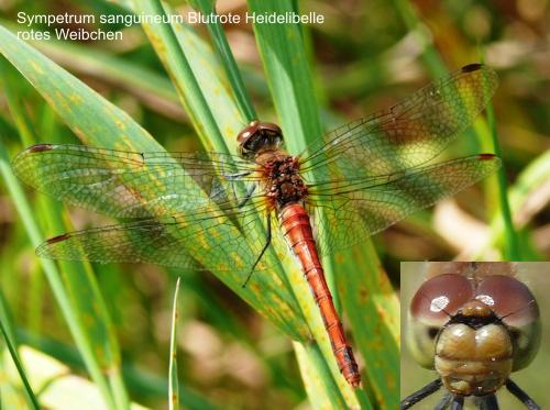 Sympetrum sanguineum red female