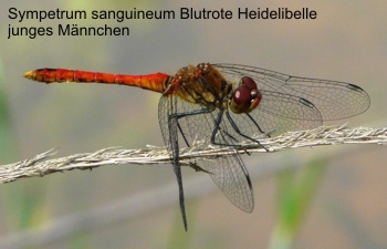 Sympetrum sanguineum young male