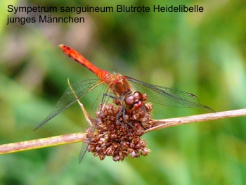 Sympetrum sanguineum young male