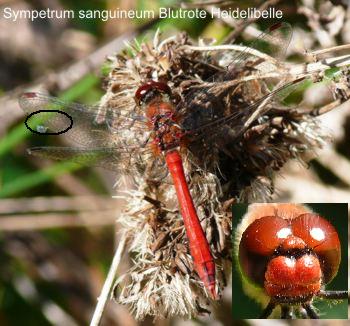 Sympetrum sanguineum male