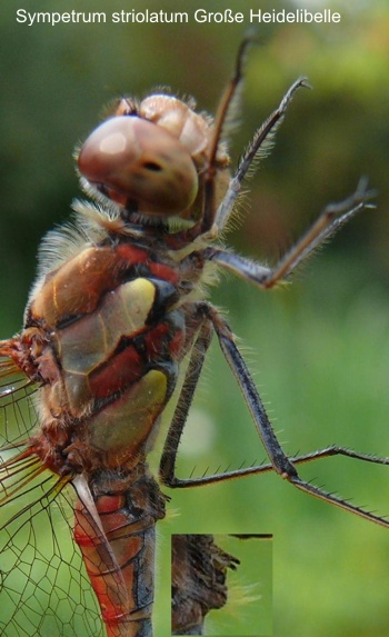 Sympetrum striolatum male