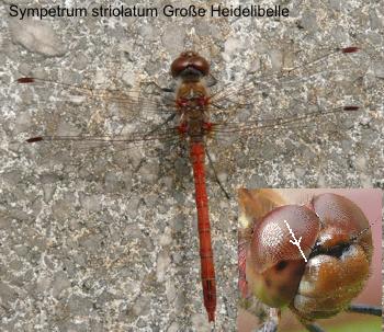 Sympetrum striolatum male