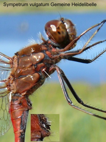 Sympetrum vulgatum male