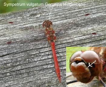 Sympetrum vulgatum male