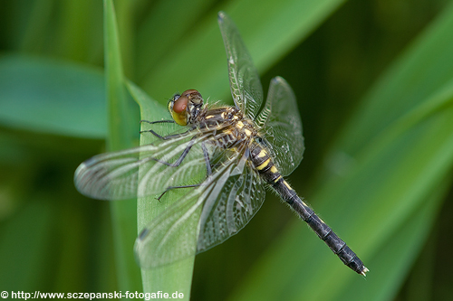 Female