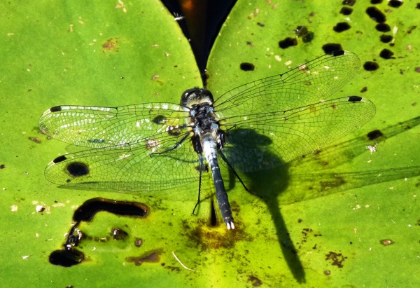 Leucorrhinia albifrons male