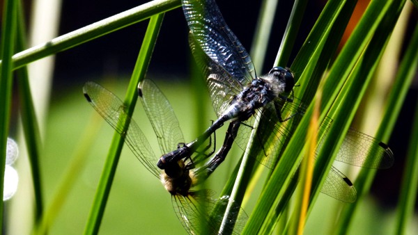 Leucorrhinia albifrons coupls