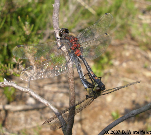 copula