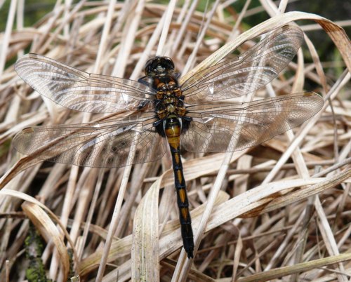 Leucorrhinia rubicunda Nordische Moosjungfer fresh male