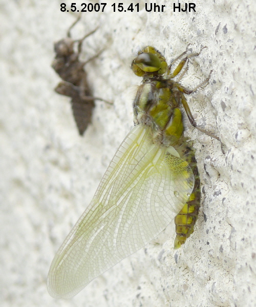 emerging male