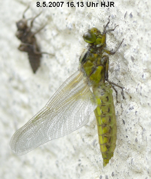 emerging male