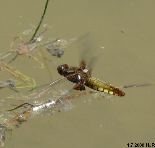 female