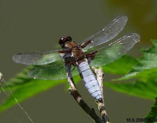 male