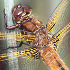 Spitzenfleck Libellula fulva