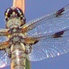 Vierfleck Libellula quadrimaculata