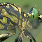 onychogomphus forcipatus