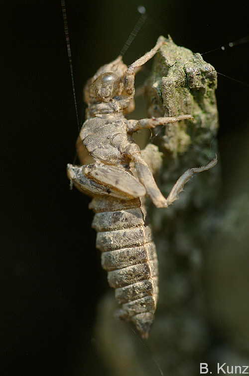 onychogomphus forcipatus