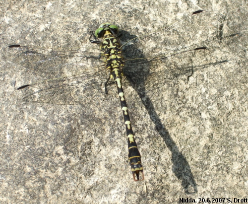 onychogomphus forcipatus