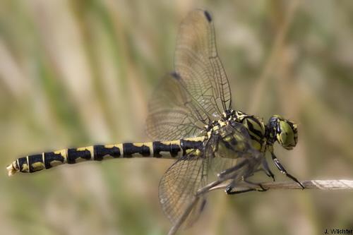 onychogomphus forcipatus