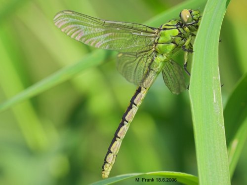 female