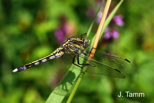 Orthetrum albistylum female