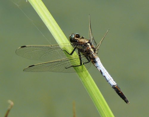 stlicher Blaupfeil Orthetrum albistylum male