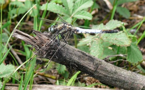 stlicher Blaupfeil Orthetrum albistylum male