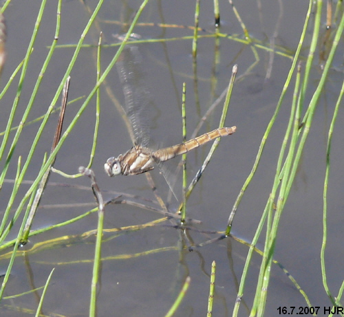 female