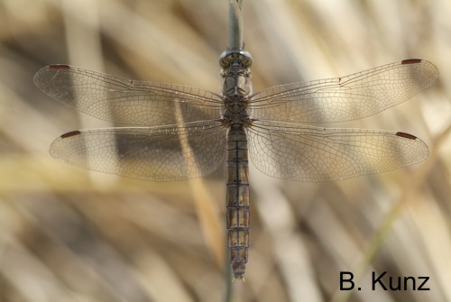 Orthetrum brunneum female