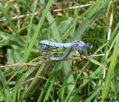 copula