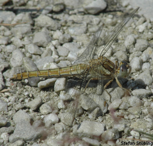 female