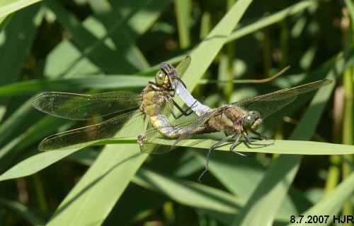 copula