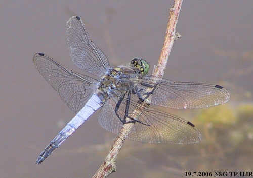 Orthetrum cancellatum Großer Blaupfeil