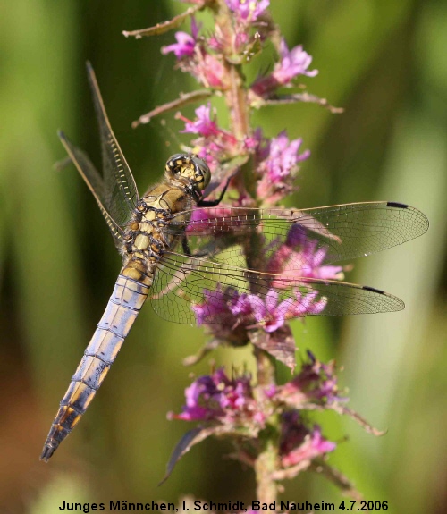 young male