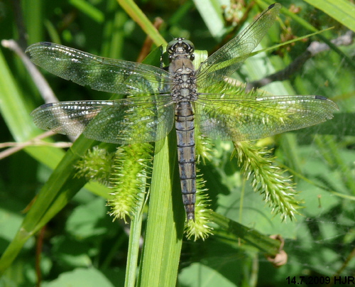 old female