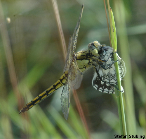 female