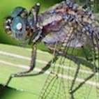 orthetrum coerulescens