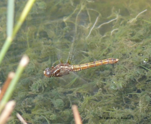 female