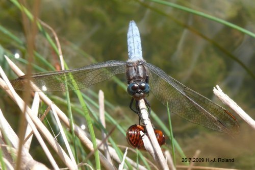 male