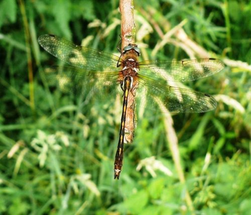 Oxygastra curtisi Gekielter Flufalke male