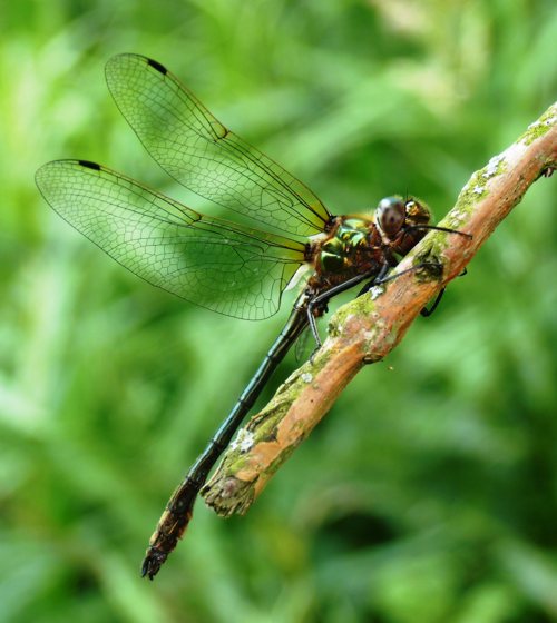 Oxygastra curtisi Gekielter Flufalke fresh male