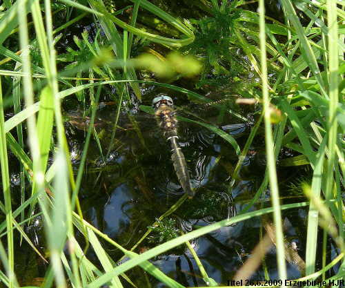 Alpen-Smaragdlibelle Somatochlora alpestris female