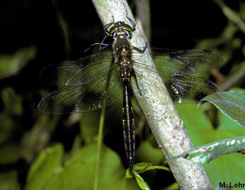 Somatochlora flavomaculata male